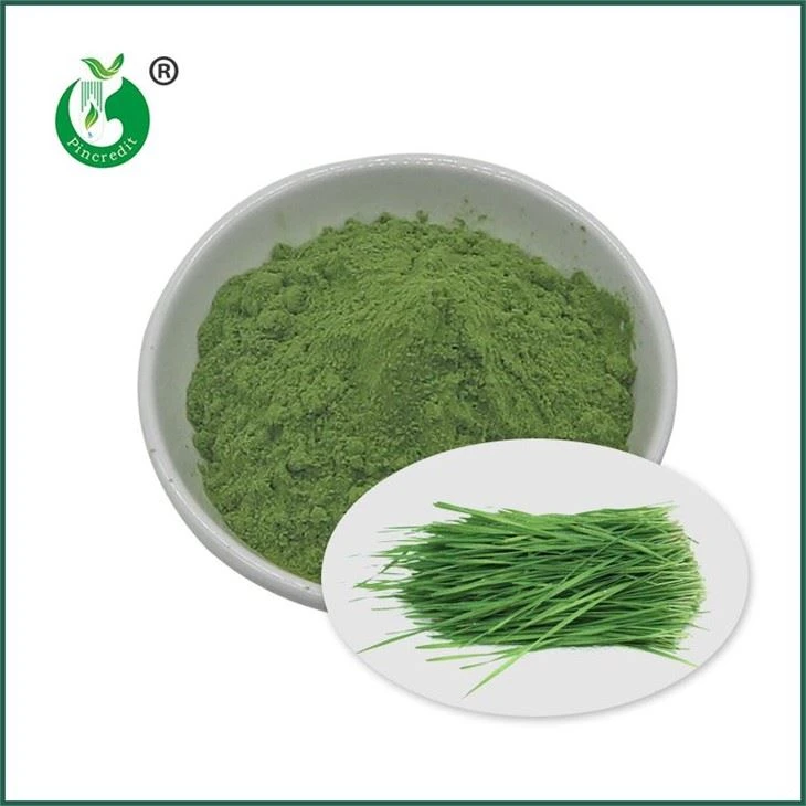 Polvere di succo d'erba di frumento