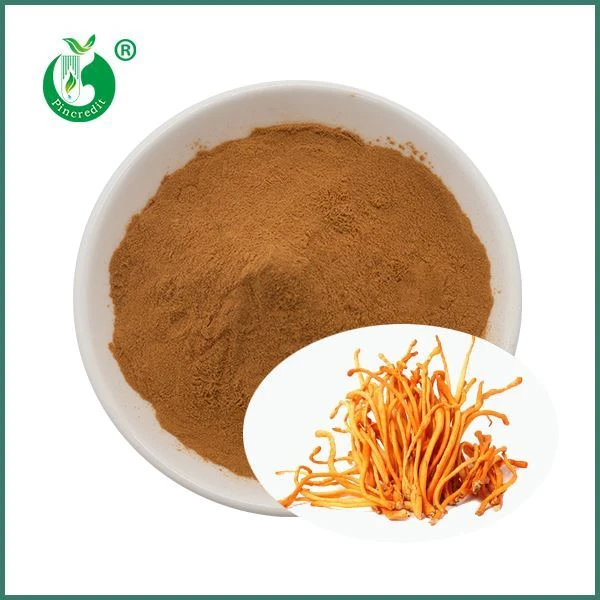 Cordyceps Militaris Estratto in polvere